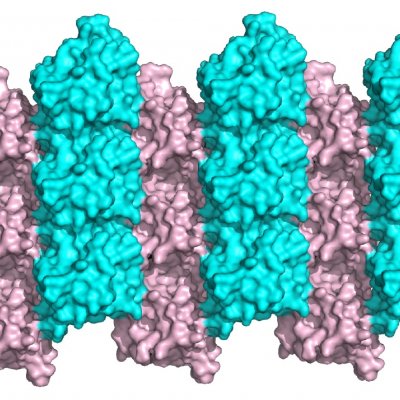 The protein studied , MyD88, is a key signalling molecule in innate immunity pathways 